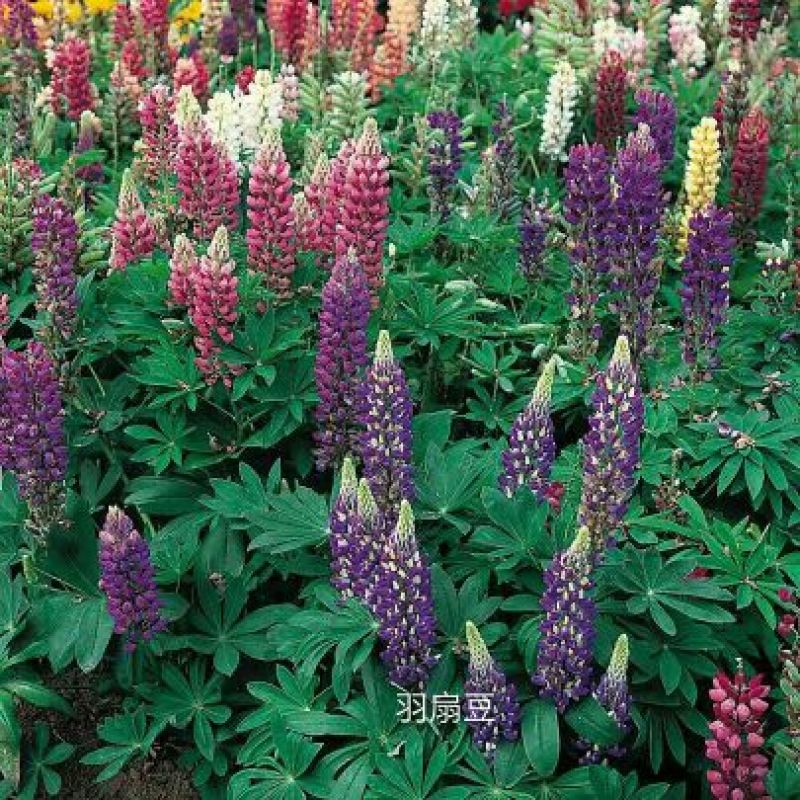 山东省青州市羽扇豆鲁冰花基地