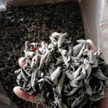 自产自销神农架椴木秋木耳原木黑木耳肉厚Q弹