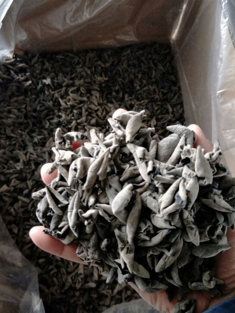 自产自销神农架椴木秋木耳原木黑木耳肉厚Q弹
