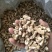 随州香菇产地直供出口级双剪干香菇脚已过筛长1.2-2cm