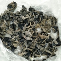 神农架秋黑木耳一级单片厚中耳1.5左右