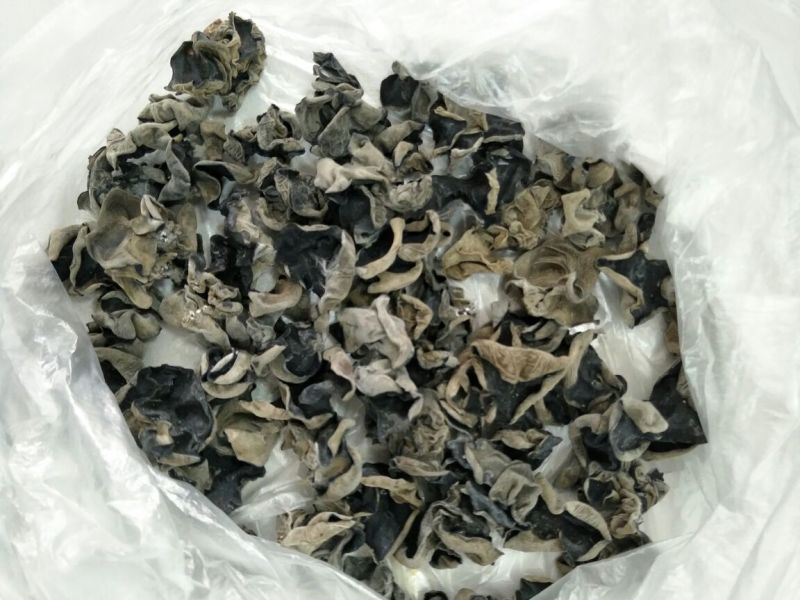 神农架秋黑木耳一级单片厚中耳1.5左右