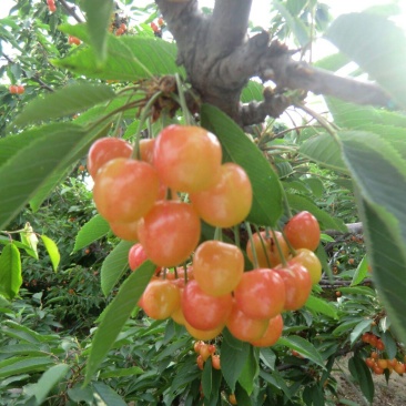 樱桃树51~80cm