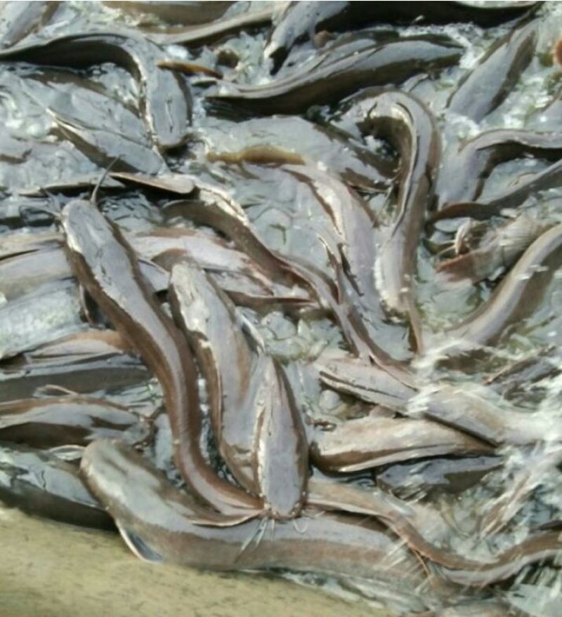 鲶鱼食用