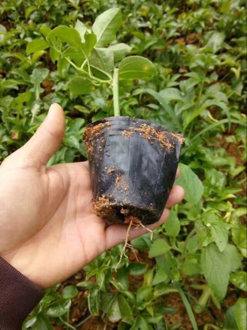 巴乐味黄金百香果种苗
