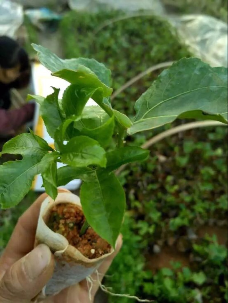 巴乐味黄金百香果种苗