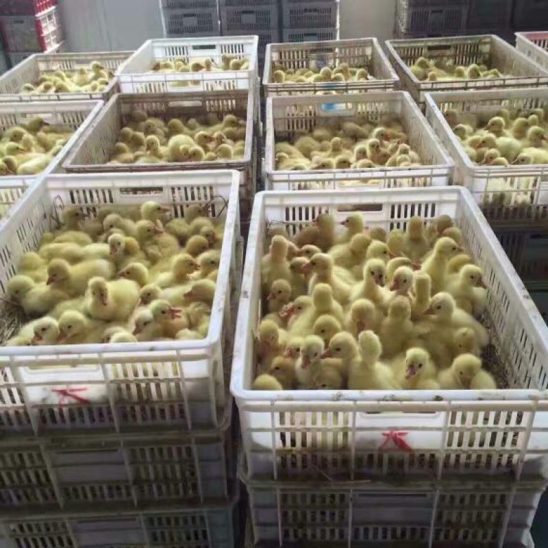 鹅苗250g以上
