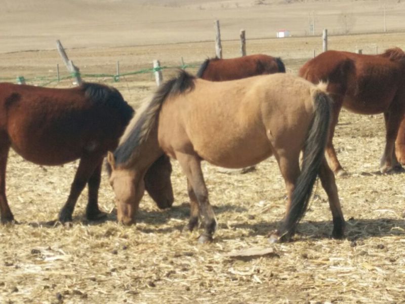 蒙古马400~500kg