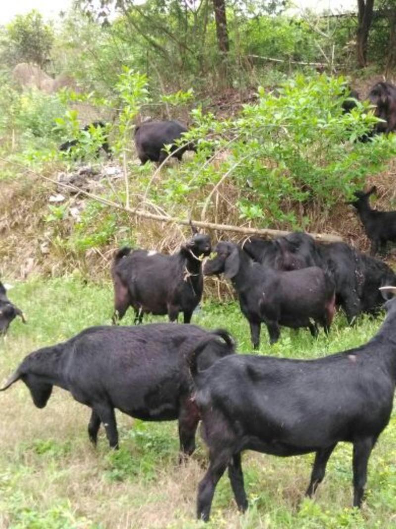 努比亚黑山羊仔育肥、羔羊、烤全羊、种羊、品种齐全！