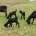 努比亚黑山羊仔育肥、羔羊、烤全羊、种羊、品种齐全！