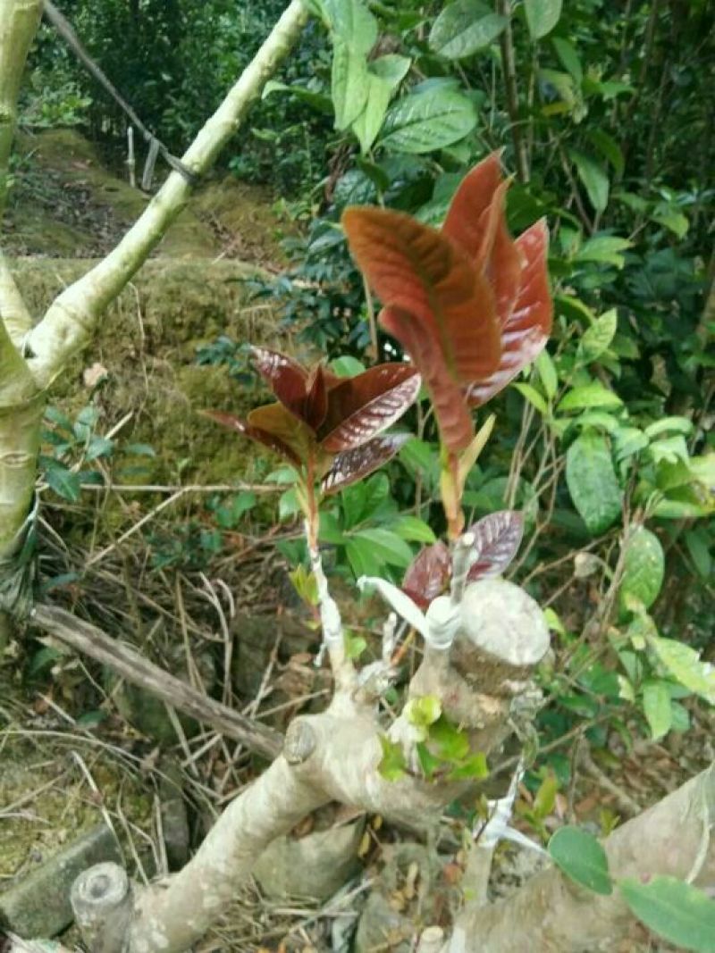 金花茶叶一级