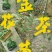 金花茶叶一级