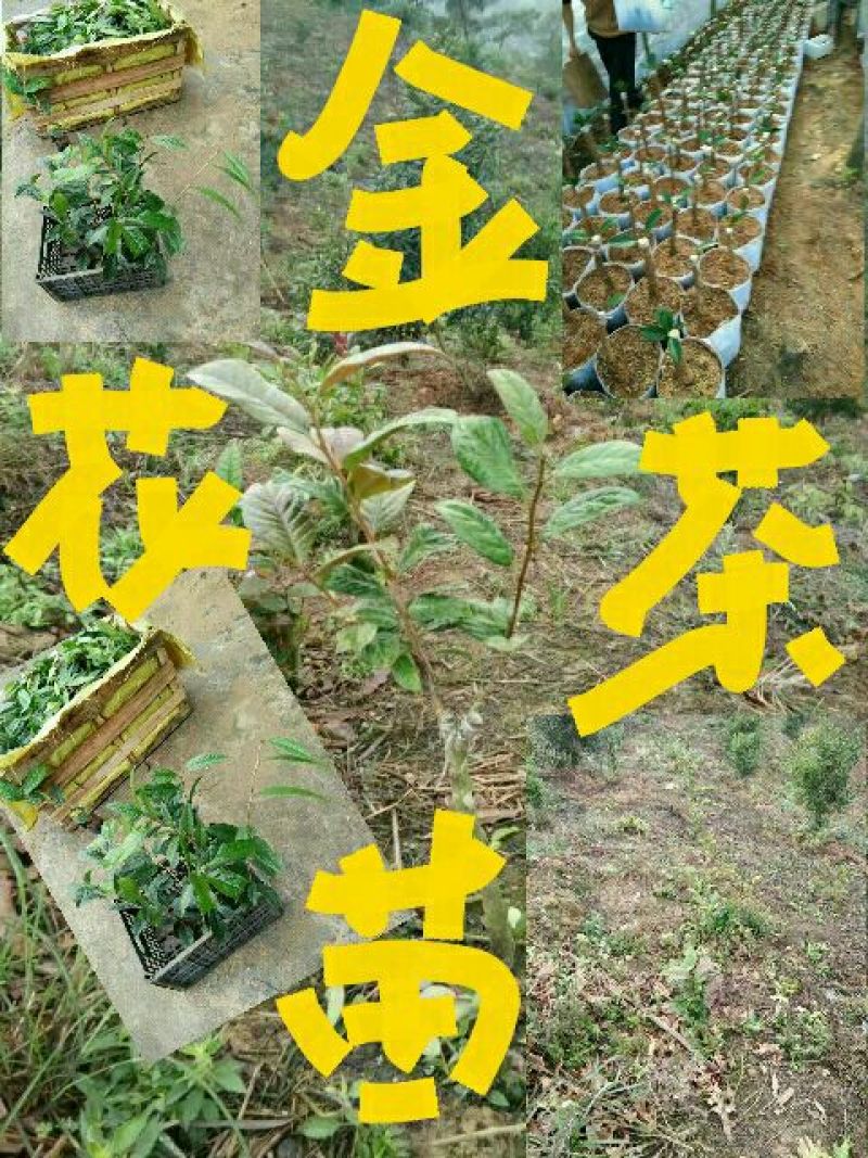金花茶叶一级