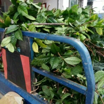 金花茶叶一级