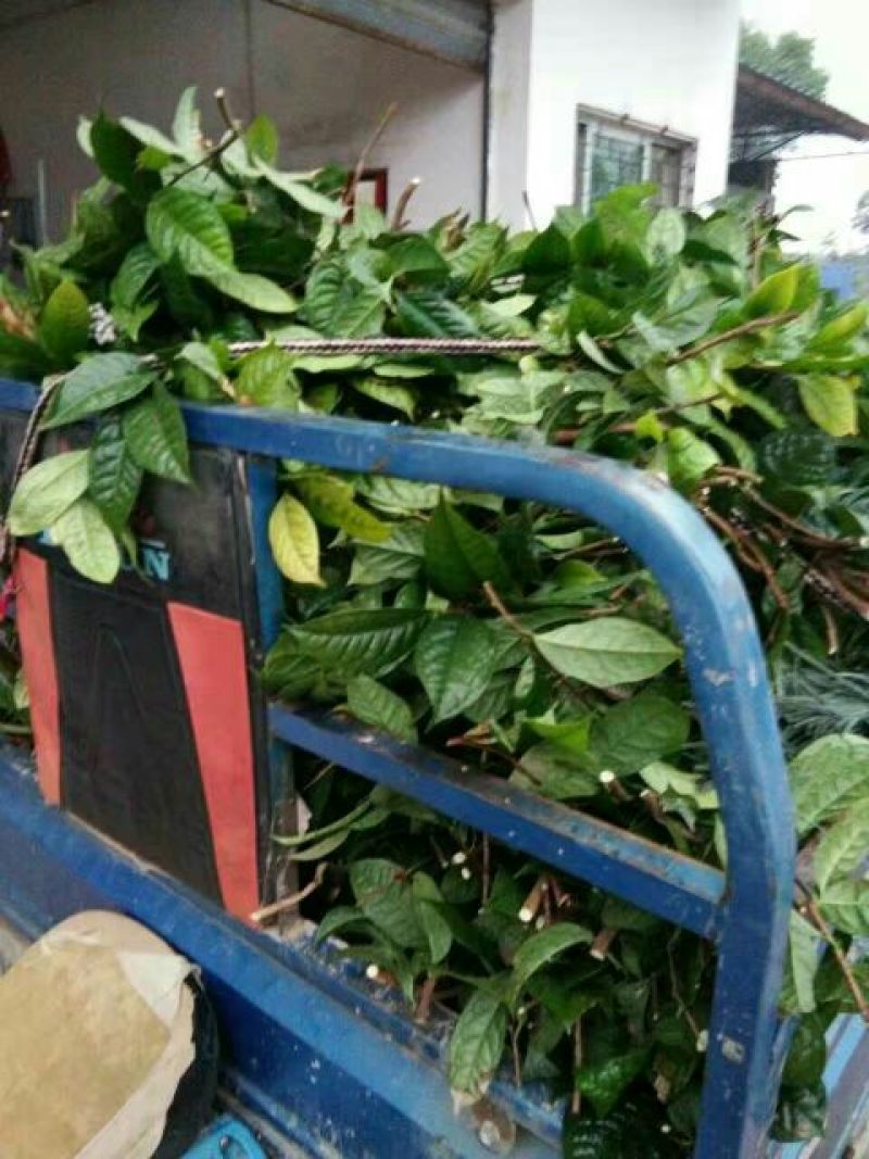 金花茶叶一级