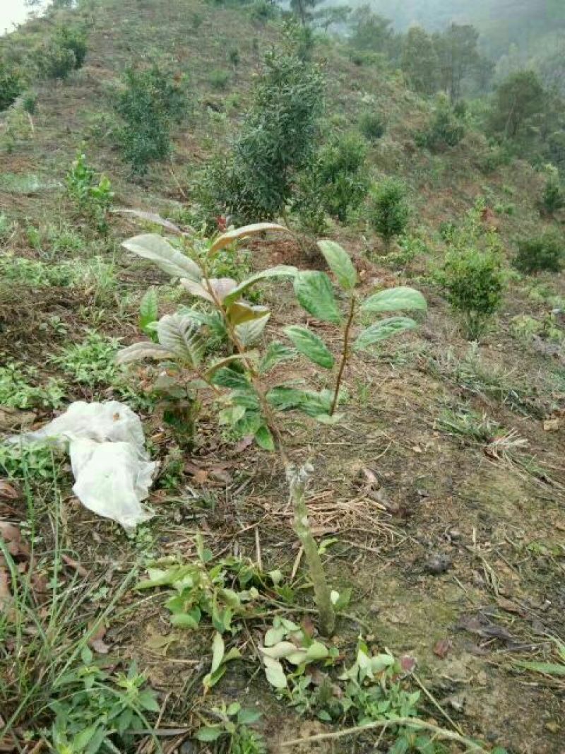 金花茶叶一级