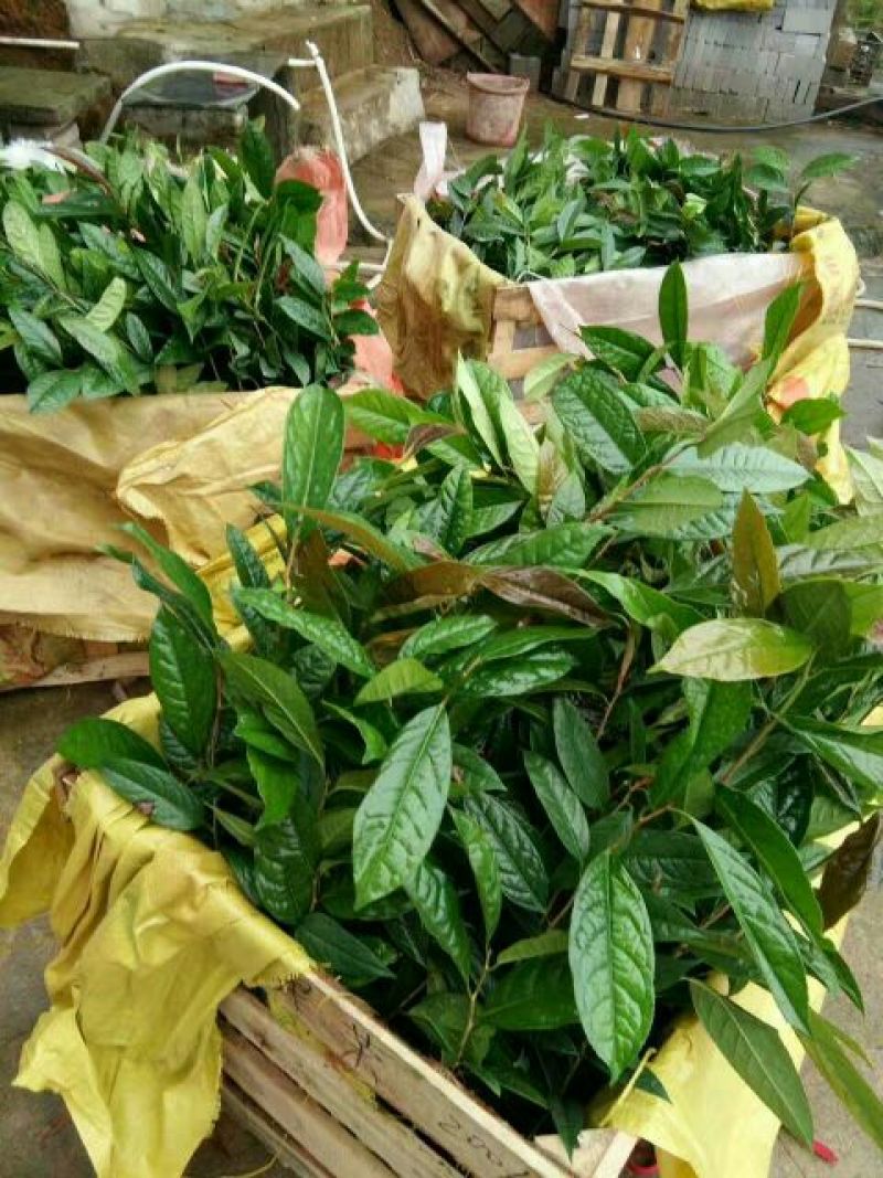 金花茶叶一级