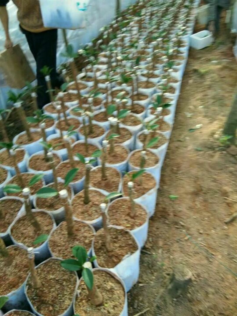 金花茶叶一级