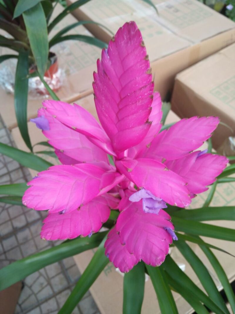 长春花（天天开）花期长好管理颜色多规格全质量保证