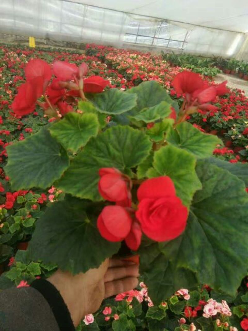 长春花（天天开）花期长好管理颜色多规格全质量保证
