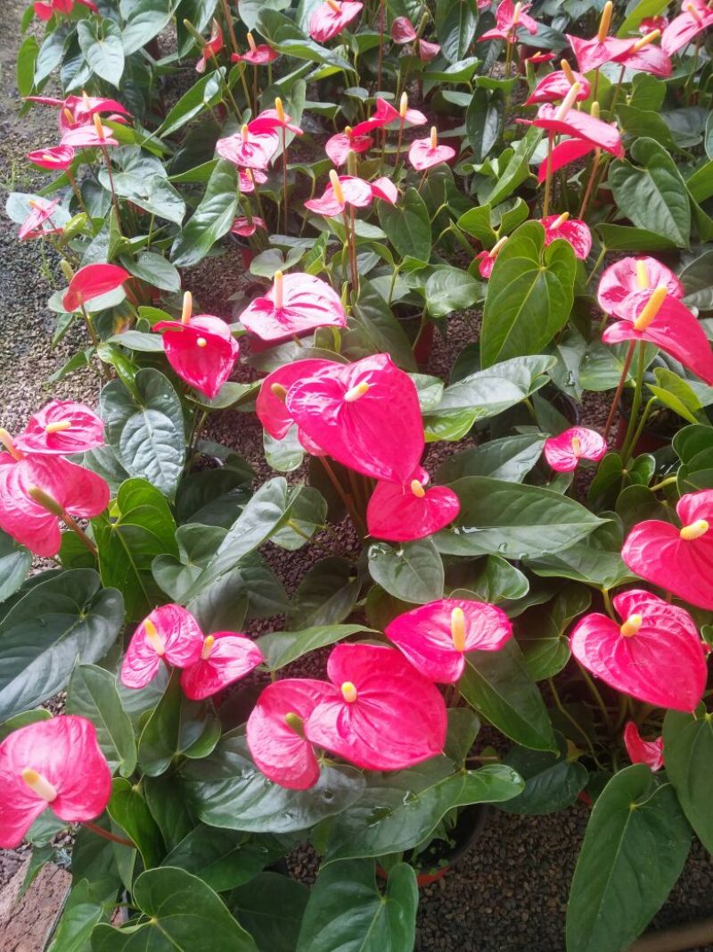 长春花（天天开）花期长好管理颜色多规格全质量保证