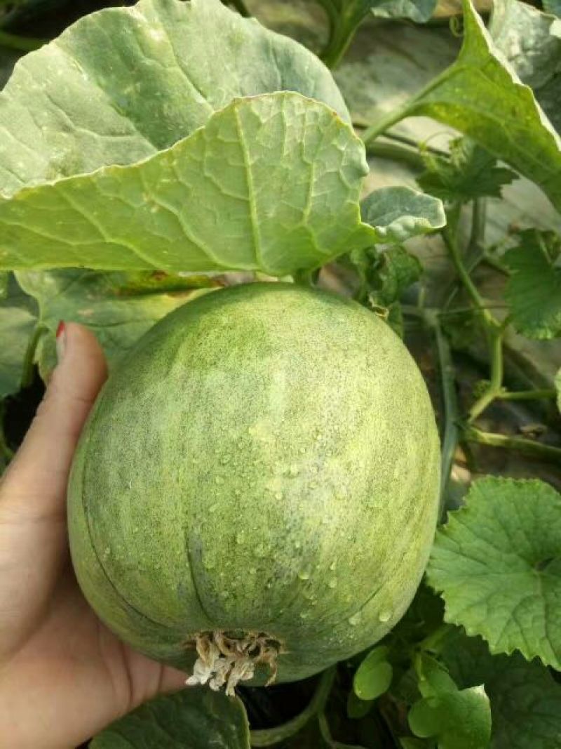 绿宝石甜瓜0.5斤以上