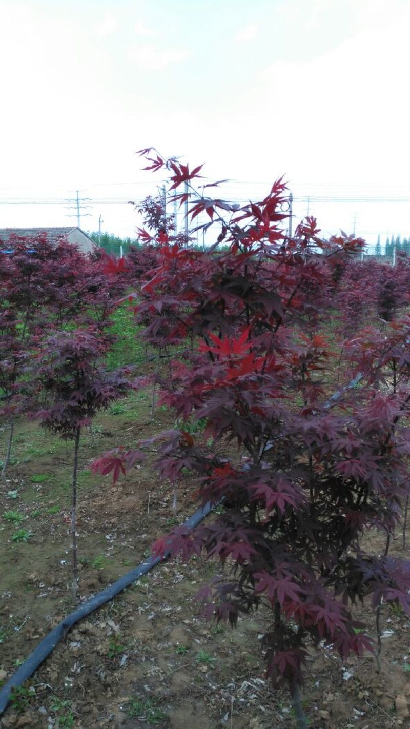 三红紫薇2cm以下1.5~2米1米以下