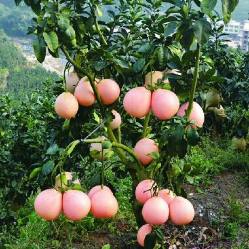 三红蜜柚苗