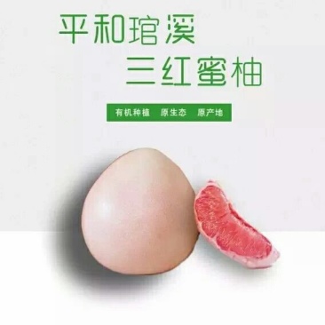 三红蜜柚苗
