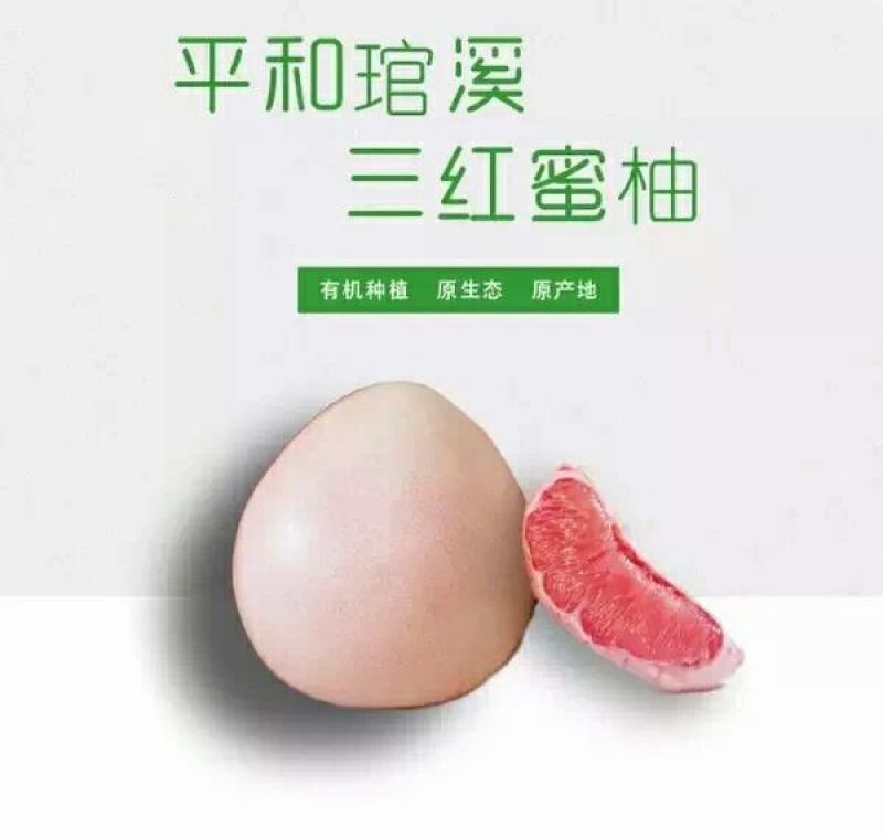 三红蜜柚苗