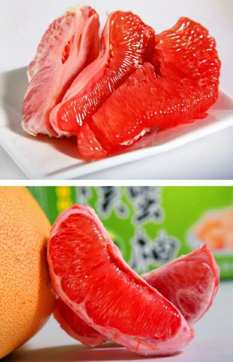 三红蜜柚苗