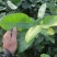 三红蜜柚苗