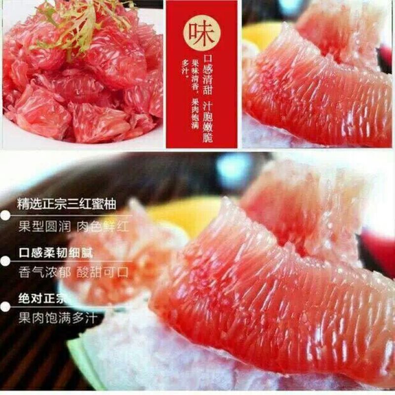 三红蜜柚苗