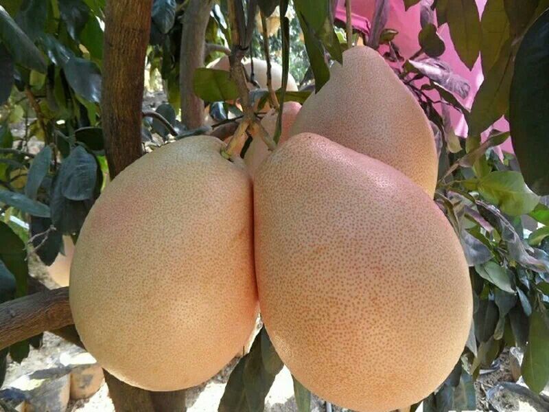 三红蜜柚苗