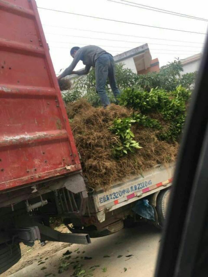 三红蜜柚苗