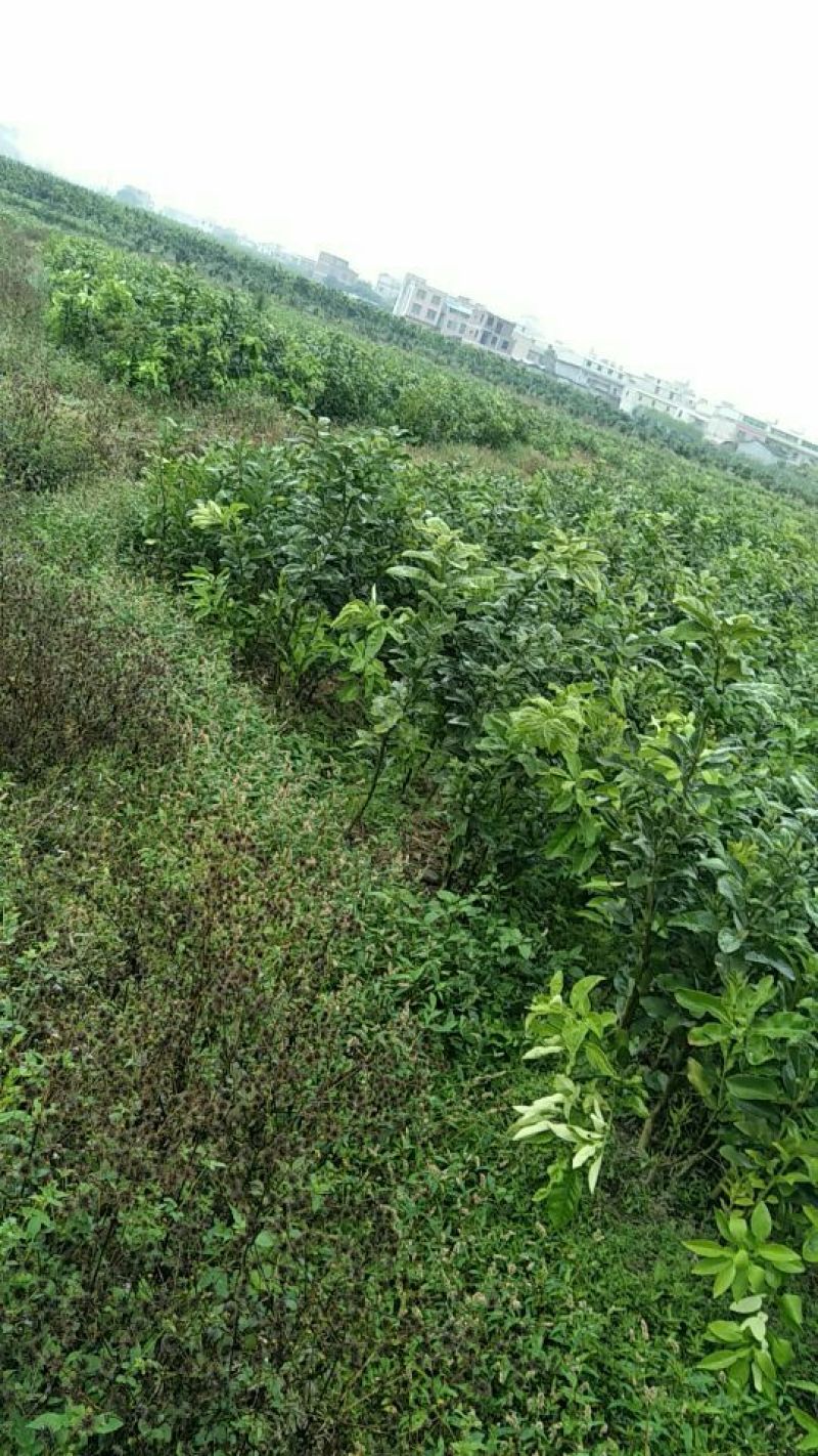 三红蜜柚苗