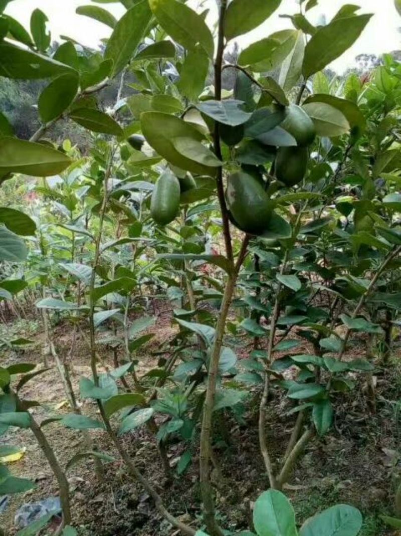 香水柠檬树苗50~80cm