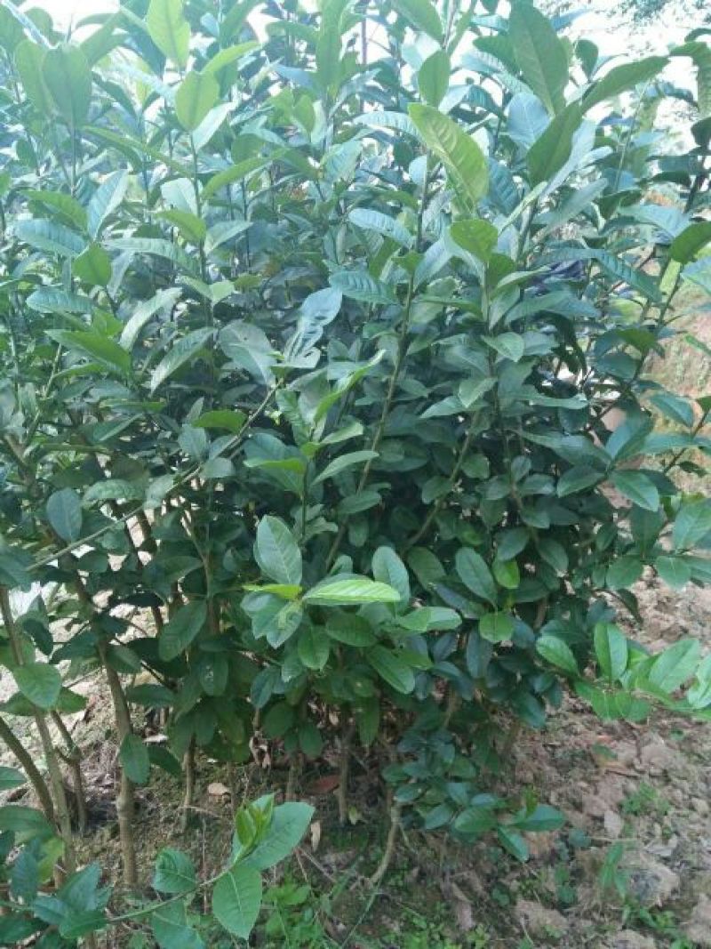 香水柠檬树苗50~80cm