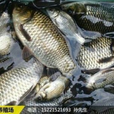 鲫鱼食用