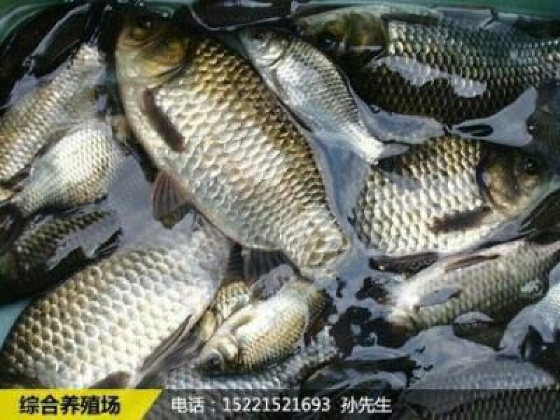 鲫鱼食用