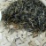 古树茶四级