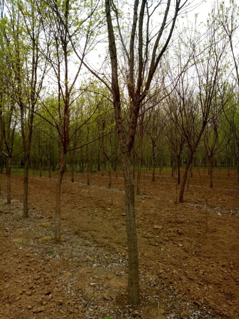 流苏树桩10~15cm