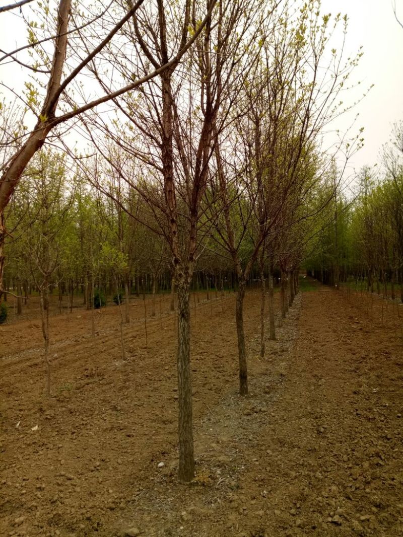 流苏树桩10~15cm