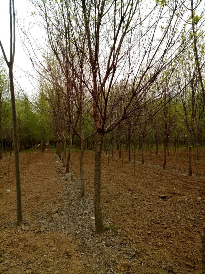 流苏树桩10~15cm