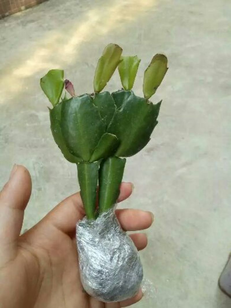 蟹爪兰