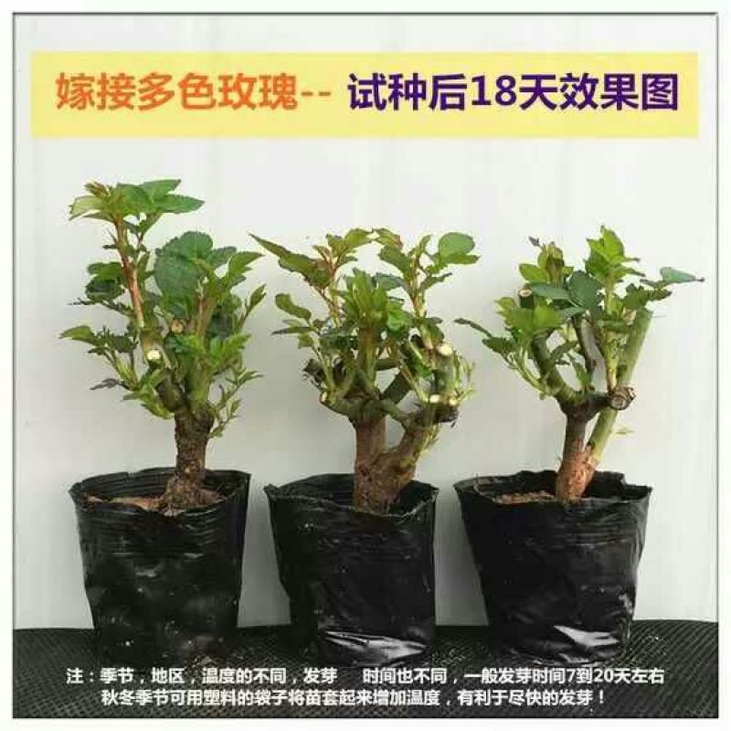 大花香水月季苗20~30cm