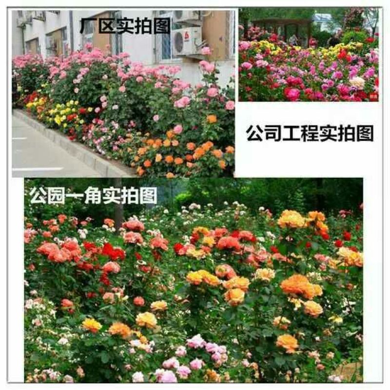 大花香水月季苗20~30cm