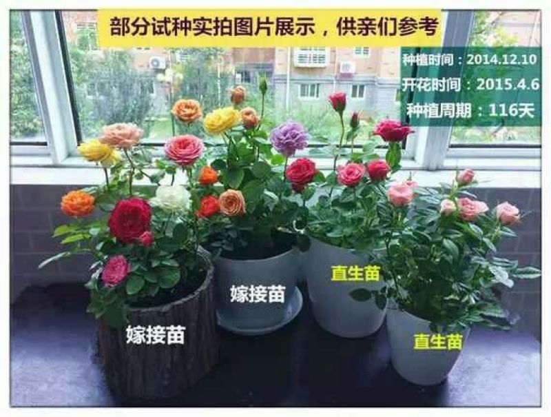 大花香水月季苗20~30cm