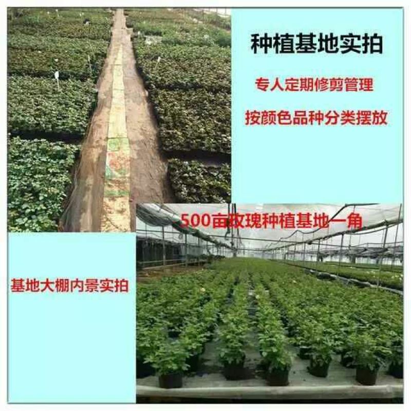 大花香水月季苗20~30cm