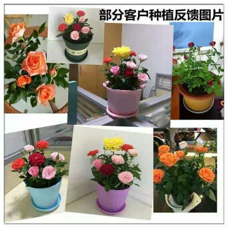 大花香水月季苗20~30cm
